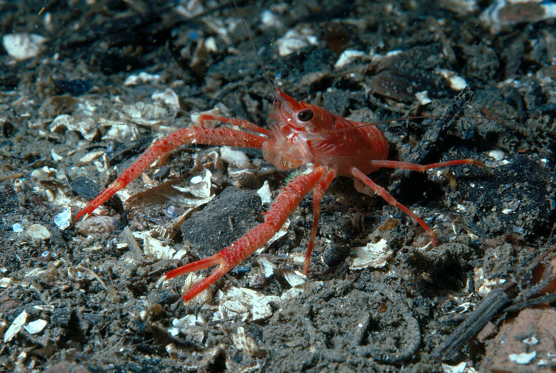 Galatheid Crab