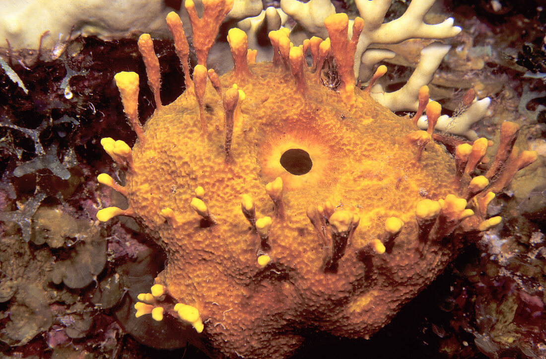 Yellow tube sponge showing operculum