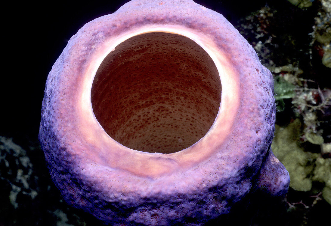 Operculum of tube sponge