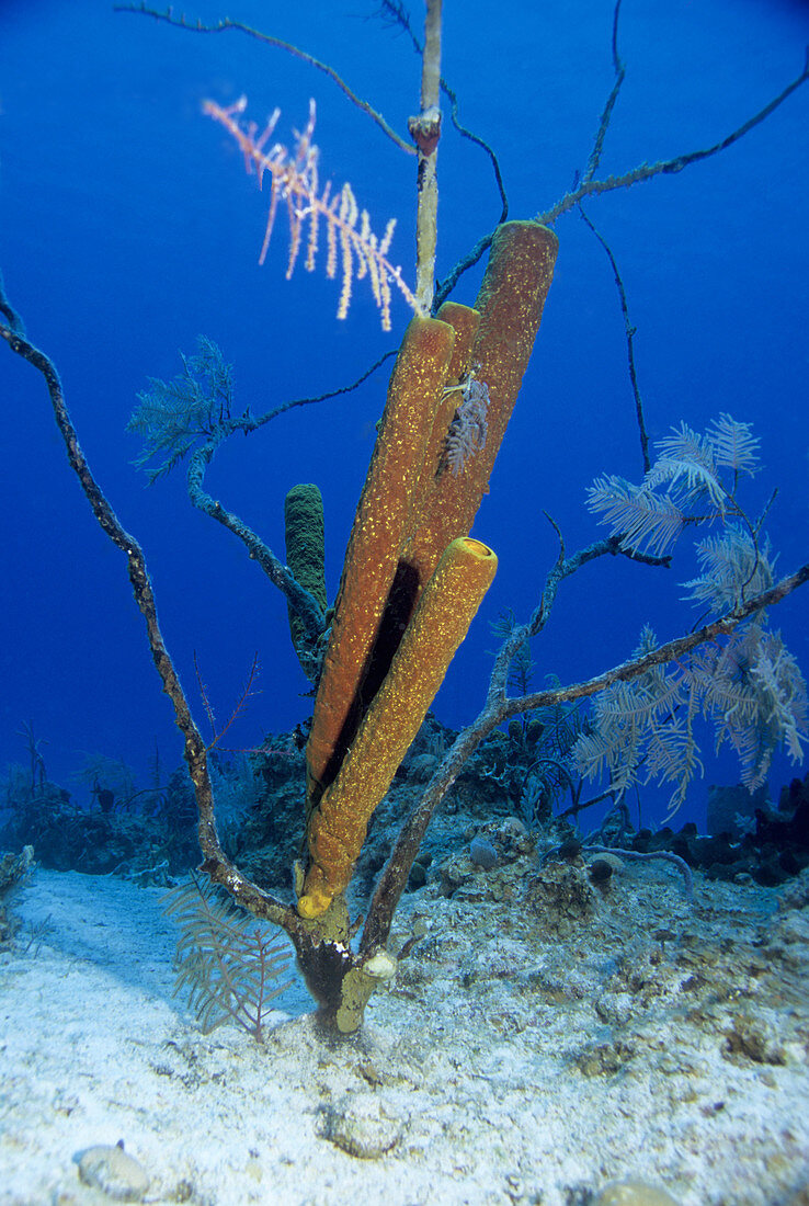Yellow Tube Sponge with corals