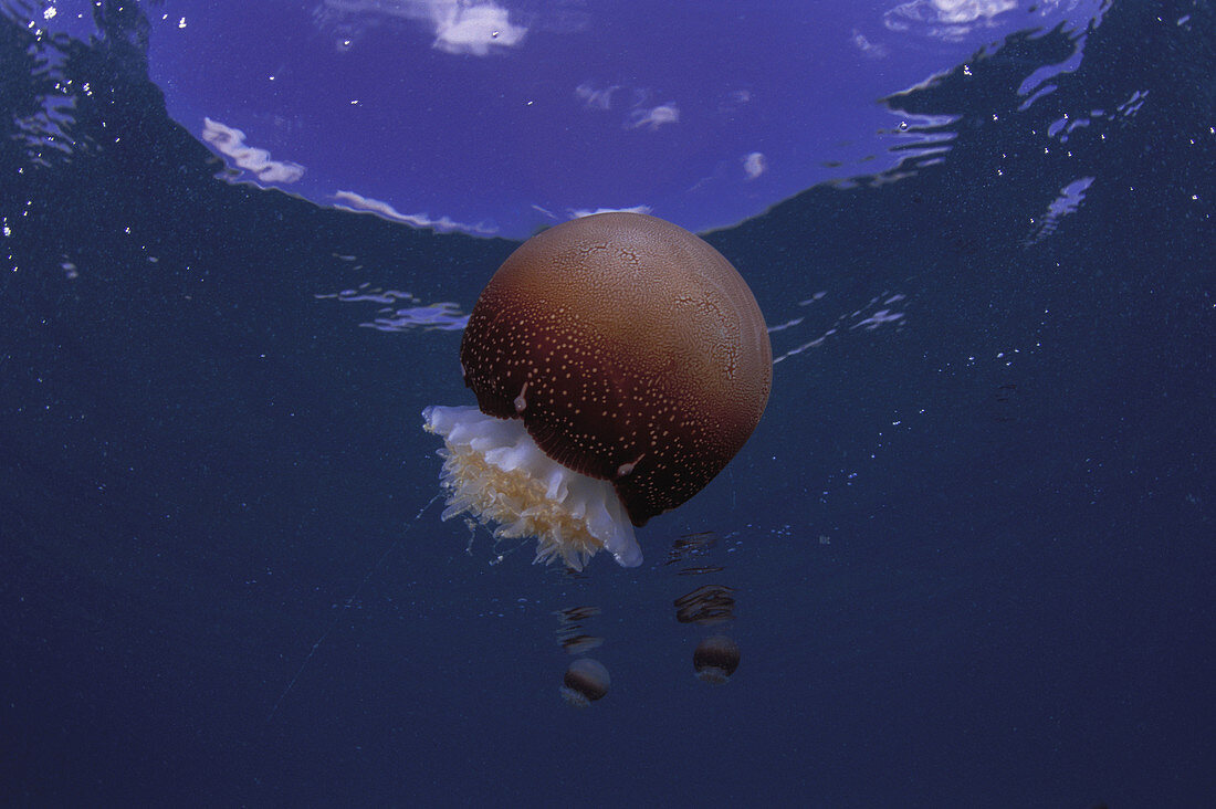 Cannonball Jellyfish