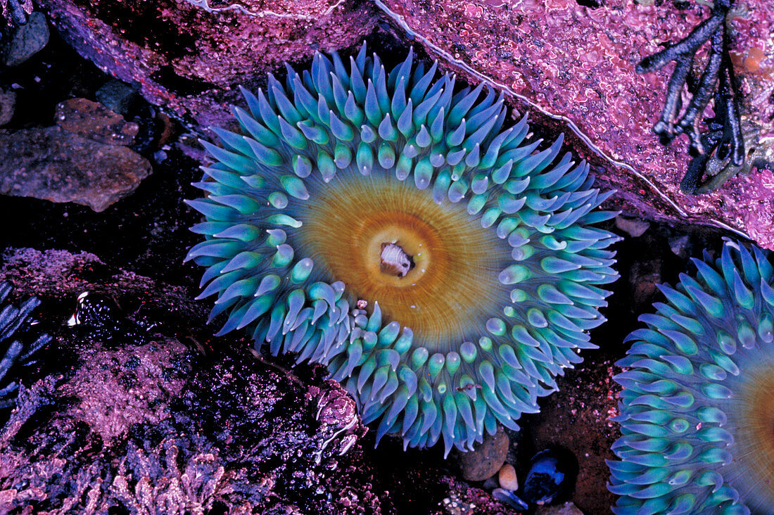 Blue sea anemone
