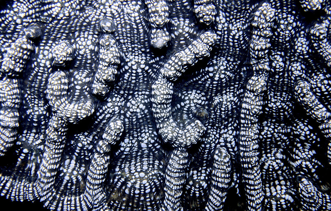 Cactus coral macro with polyp detail