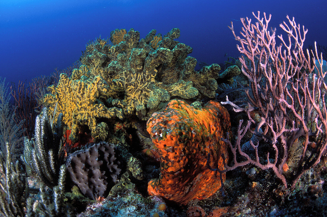 Juno Beach Reef