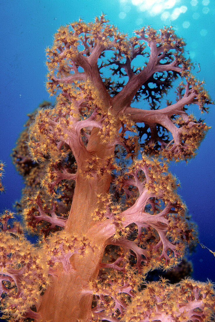 Soft Coral tree