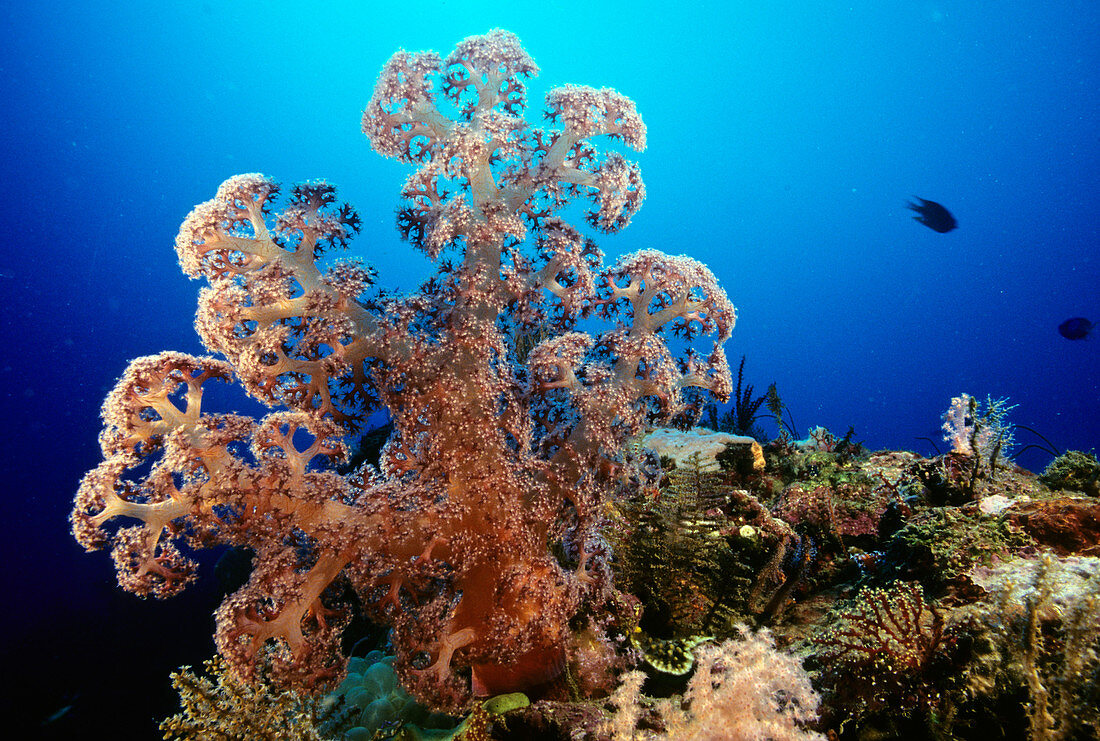 'Soft Coral tree,Solomon Islands'