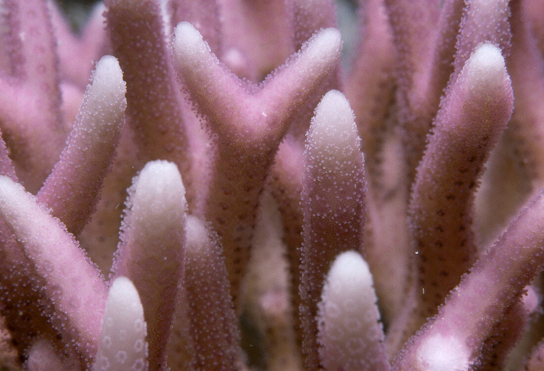 Needle Coral