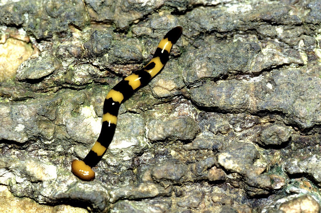 Planarian worm,Malaysia