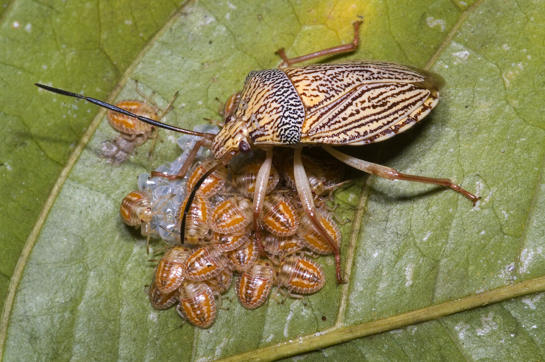 Homopteran Insect