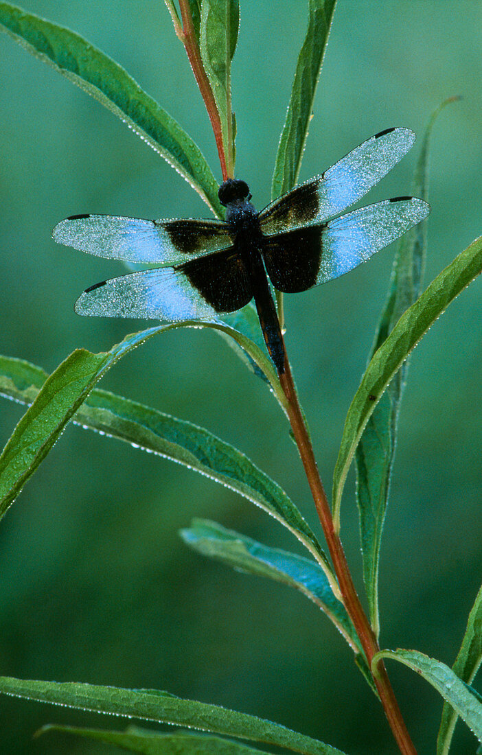 Skimmer dragonfly (Libellula sp.) on a plant stem