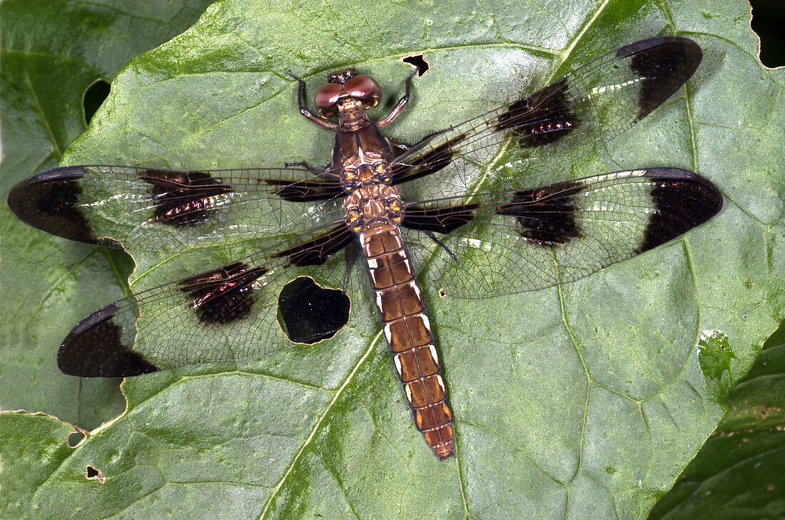 Skimmer Dragonfly (Plathemis lydia)