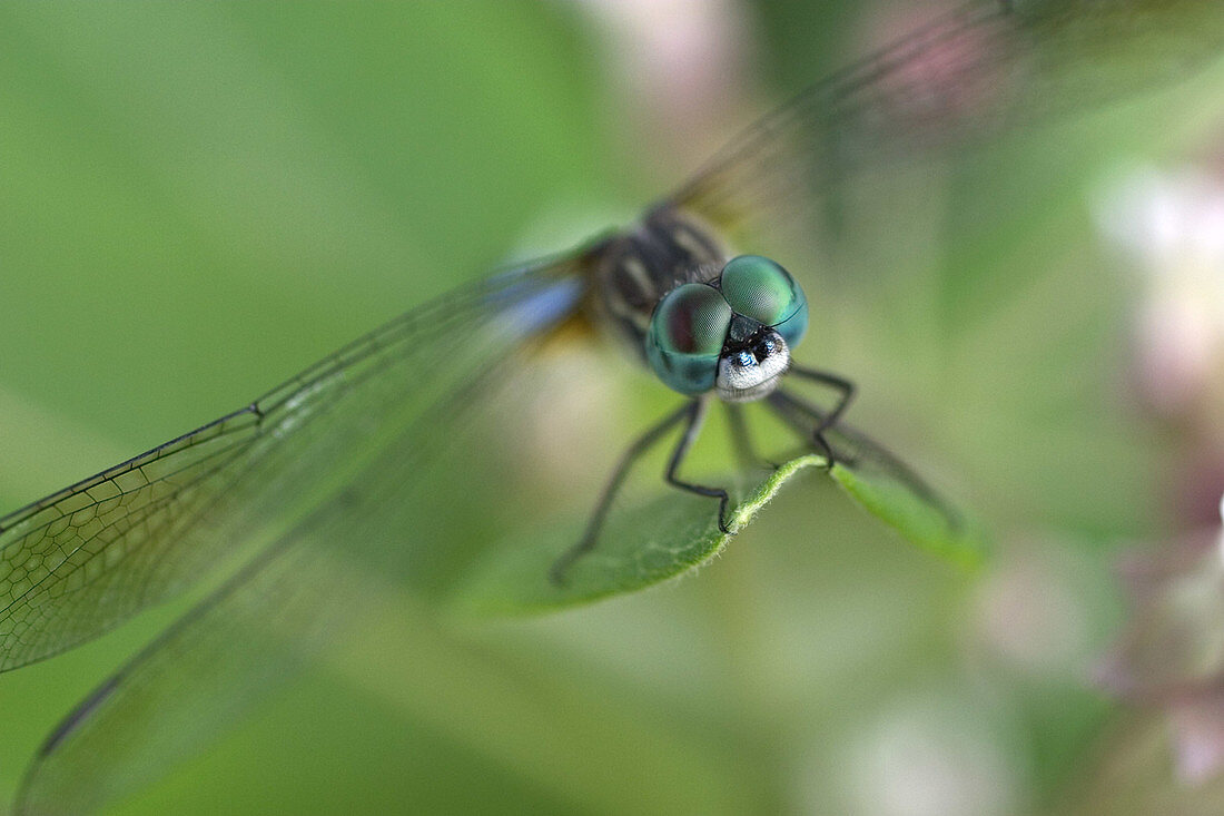 Male Swift Long-winged Skimmer