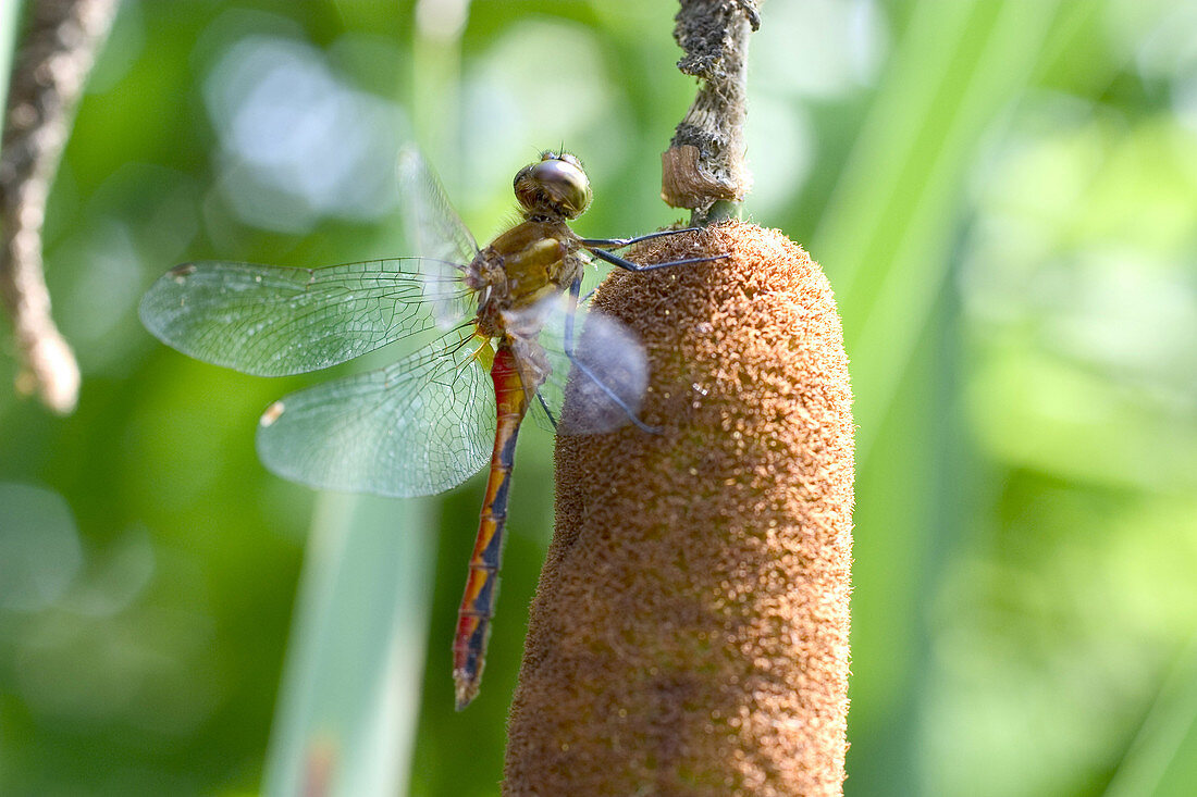 White-faced Meadowhawk