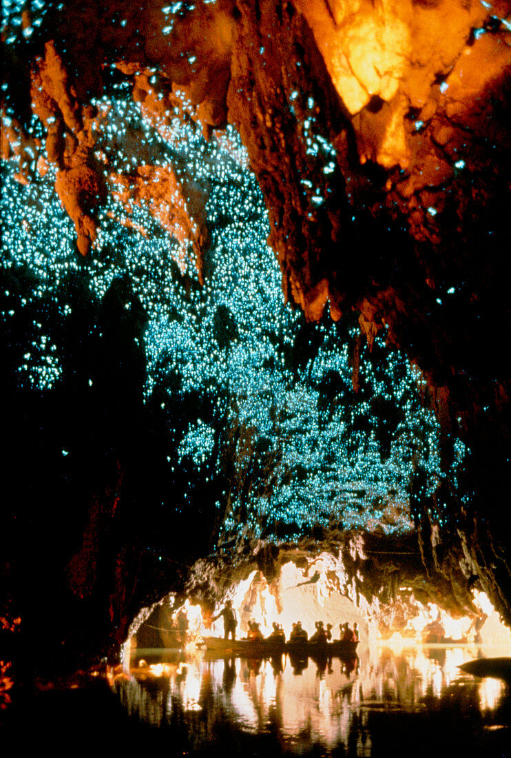 People viewing a cave filled with fireflies