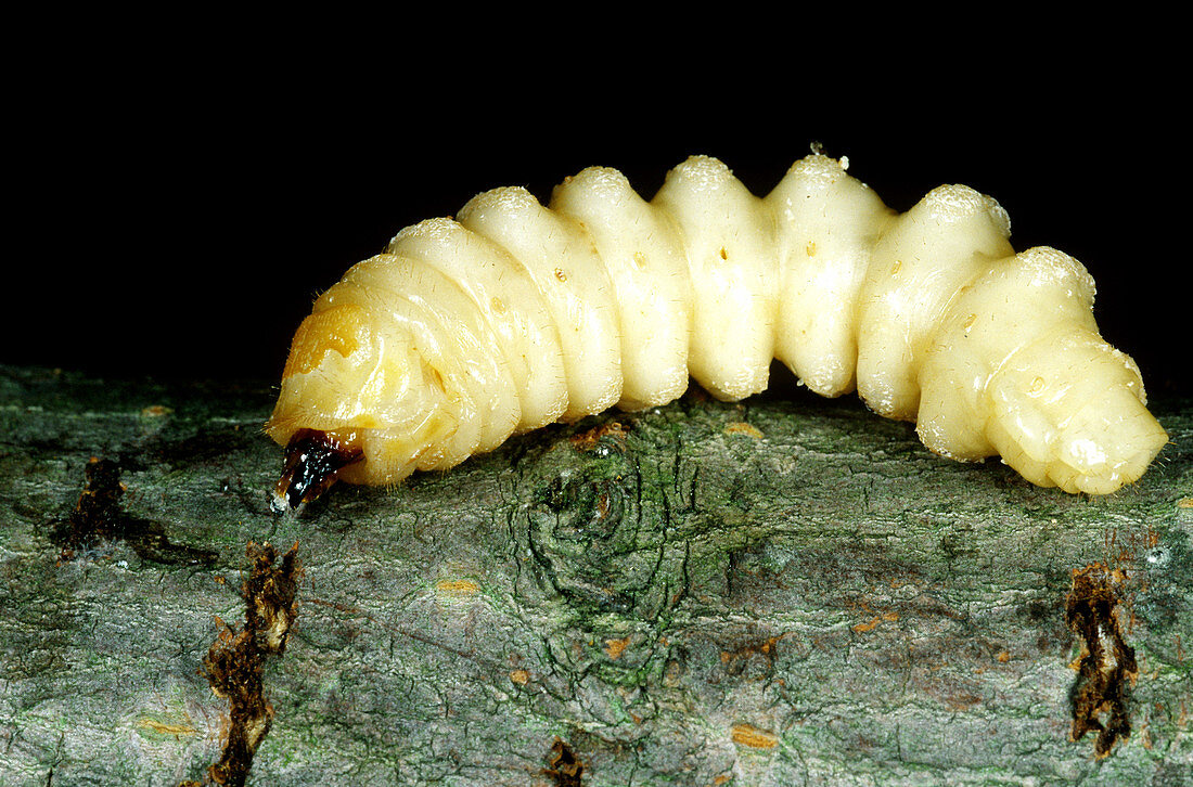 Asian Longhorned Beetle Larva