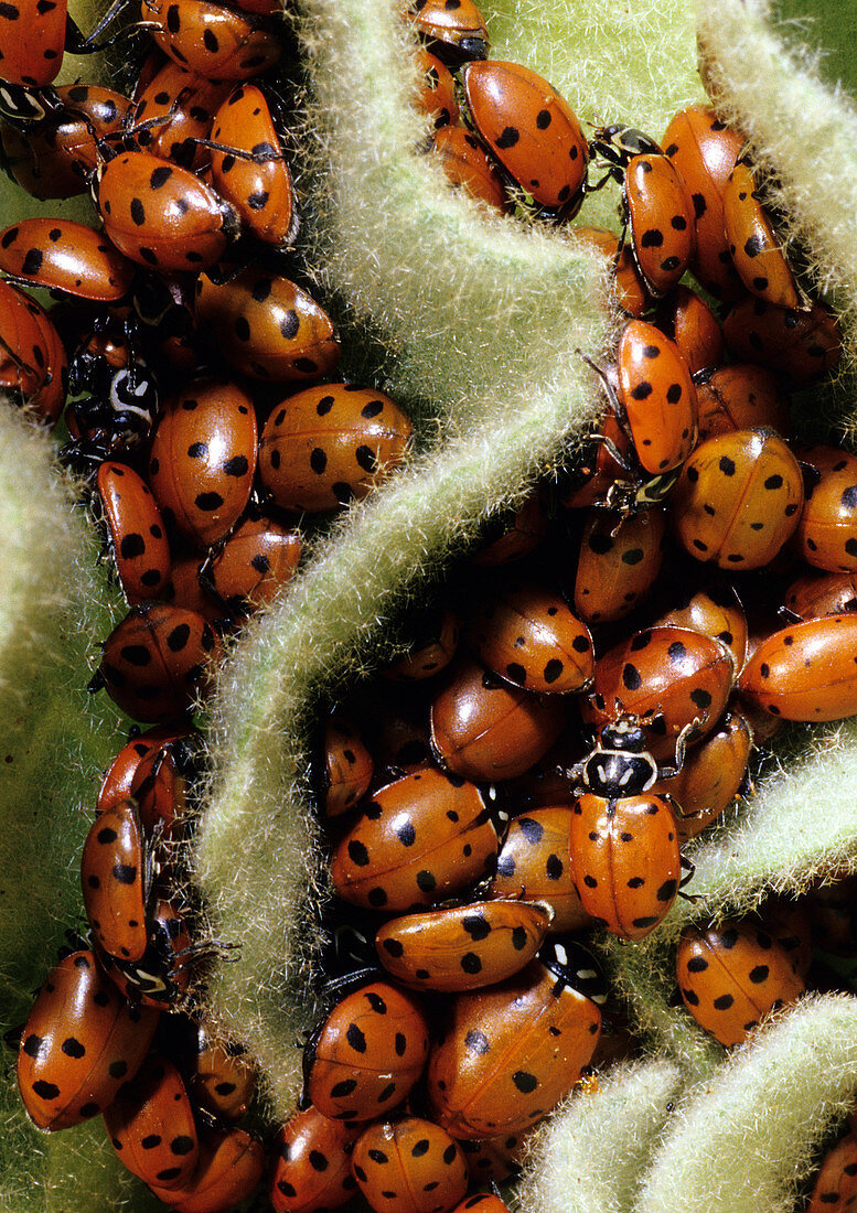 Convergent Ladybird Beetles Hibernating