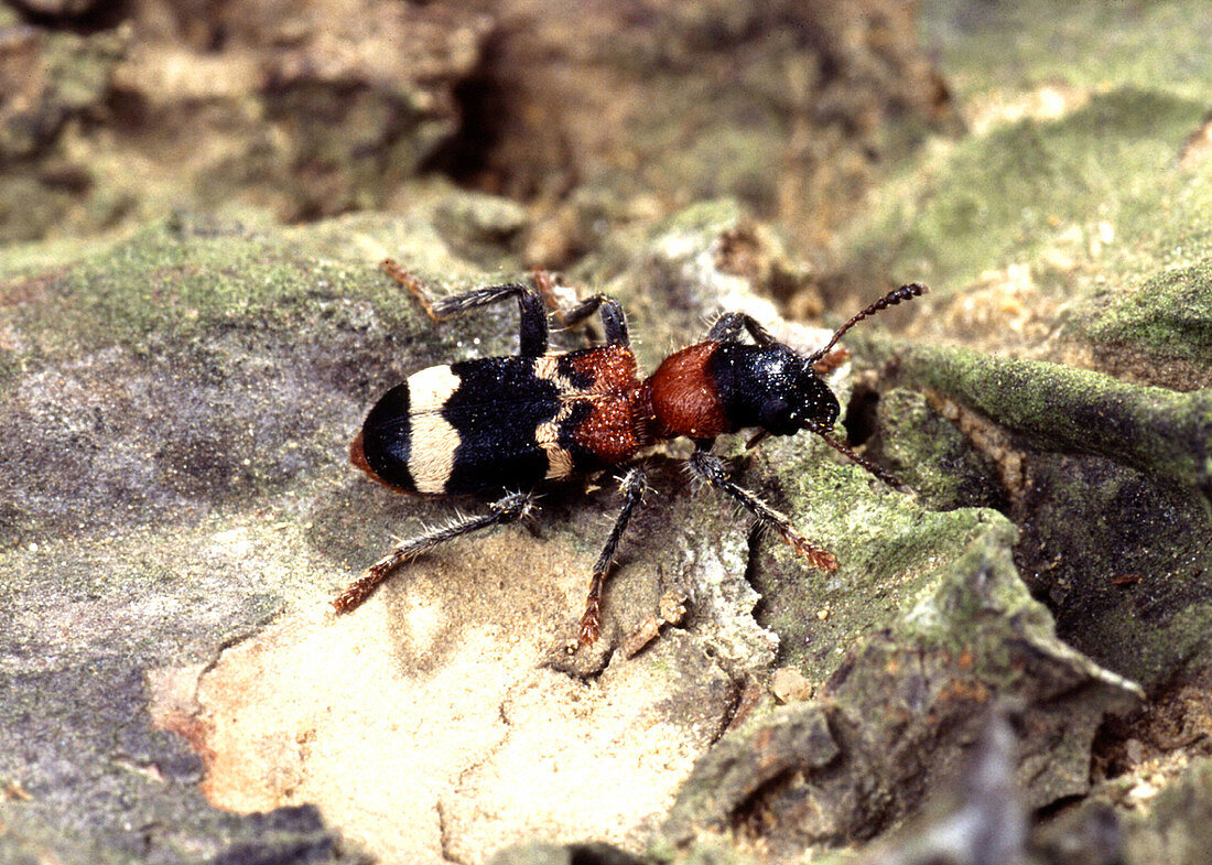 Thanasimus Formicarius Beetle