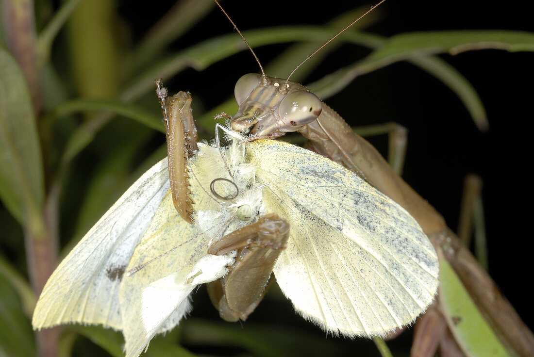 Chinese Mantid Eating a Cabbage White Butterfly