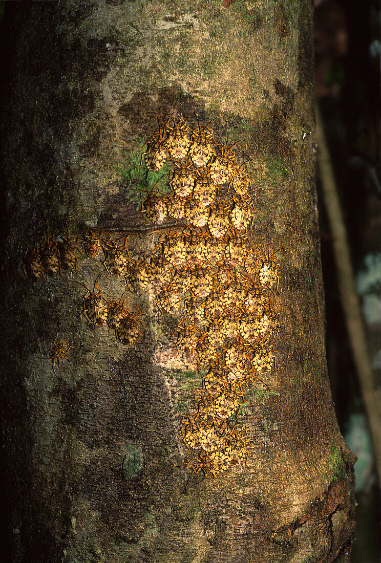 Group of scale insects