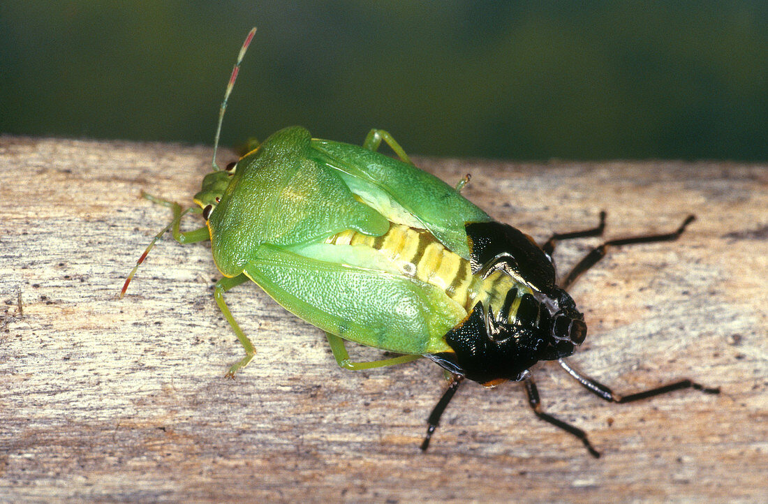 Stink Bug Adult Emerging