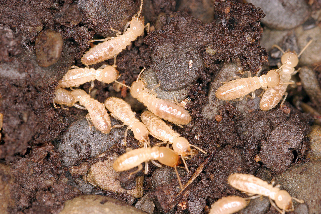 Termite Nest (Reticulitermes flavipes)