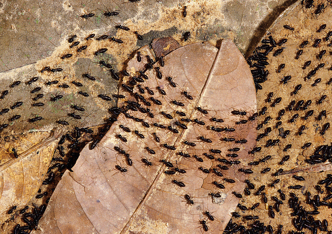 Migrating Termites