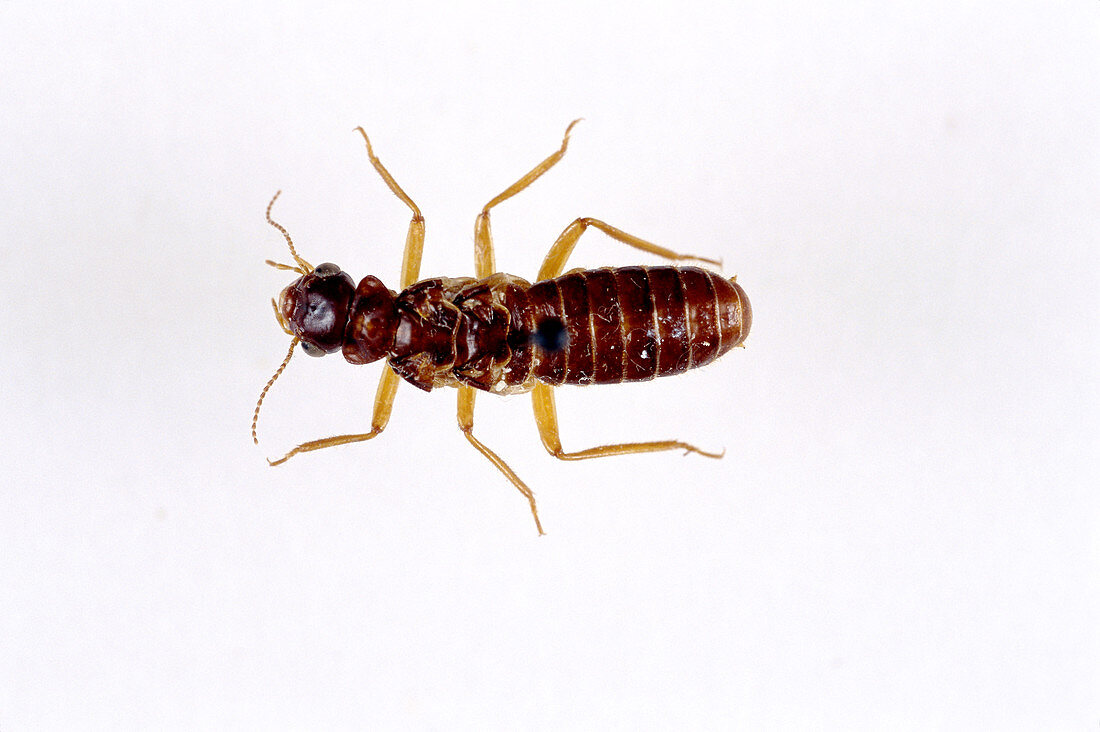 Termite (worker)