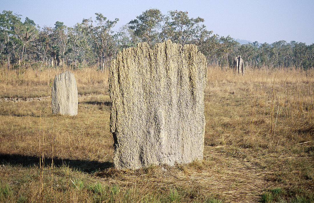 Magnetic Termite mounds