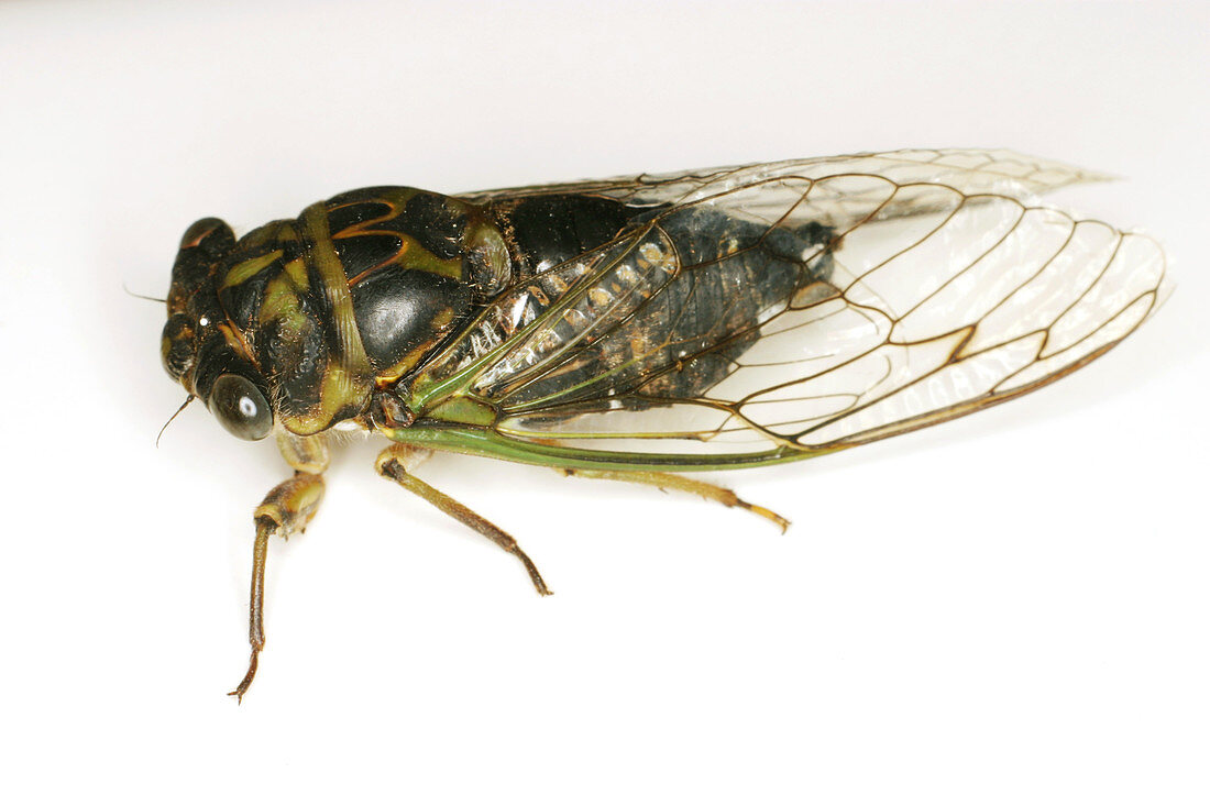 Common cicada