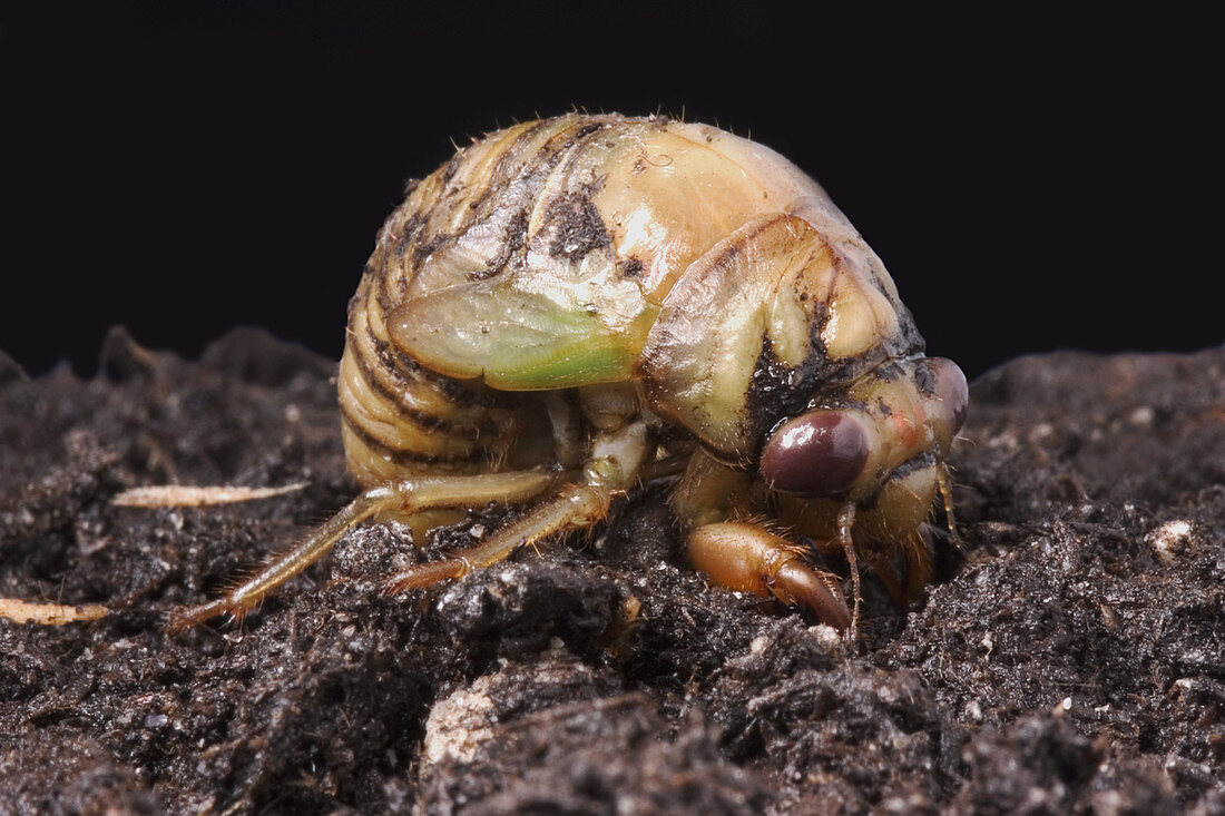 Dogday Harvestfly Nymph