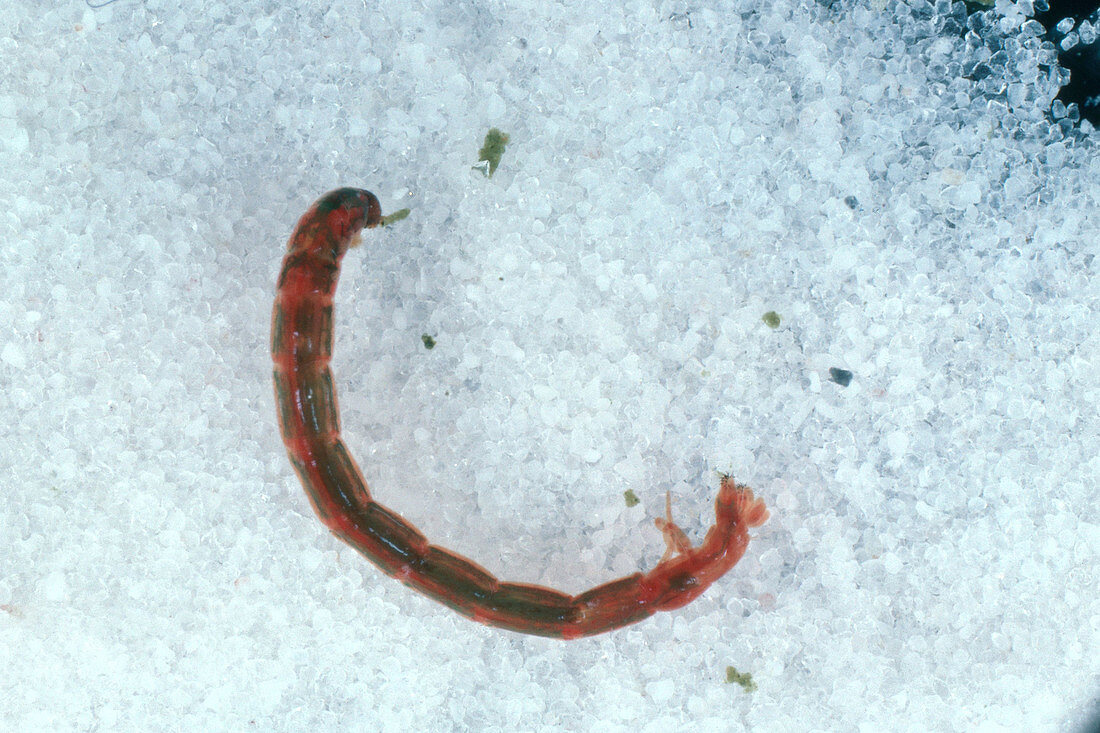 Chironomus Midge Larva