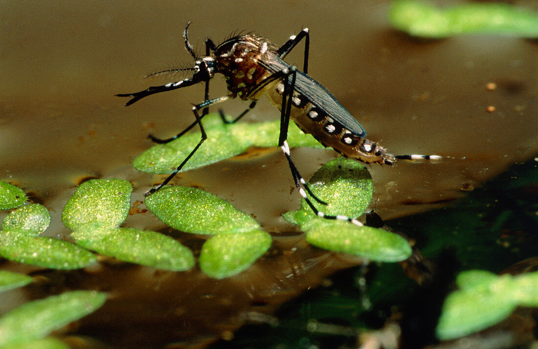 Yellow fever mosquito,Aedes aegypti