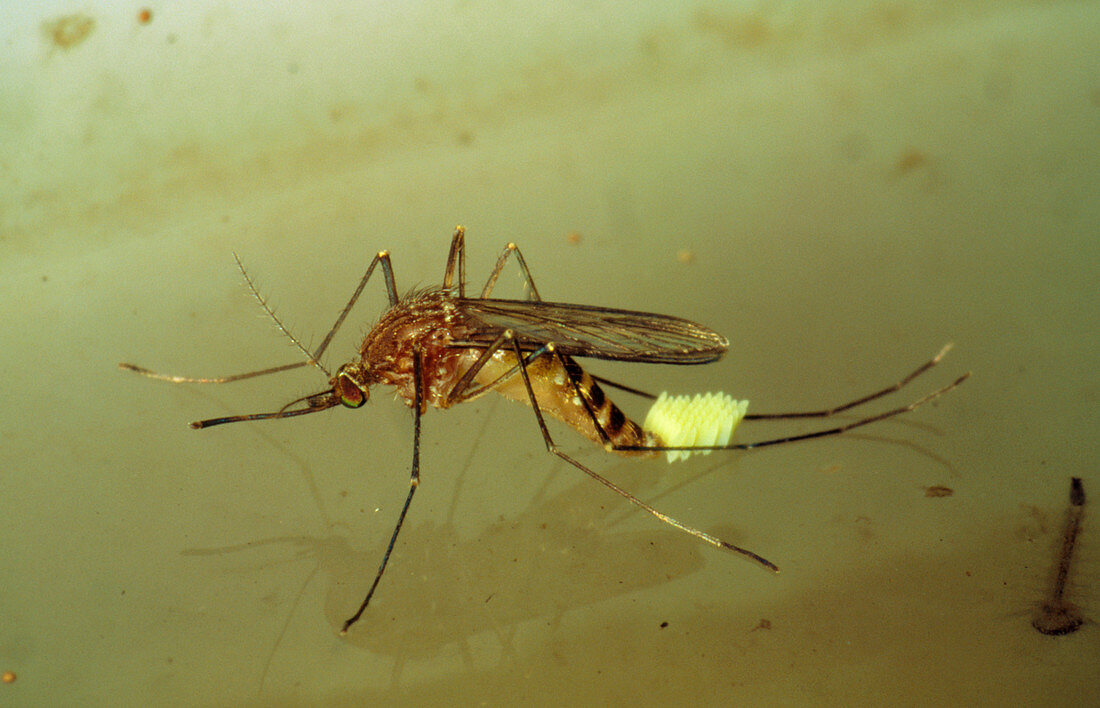Mosquito laying eggs