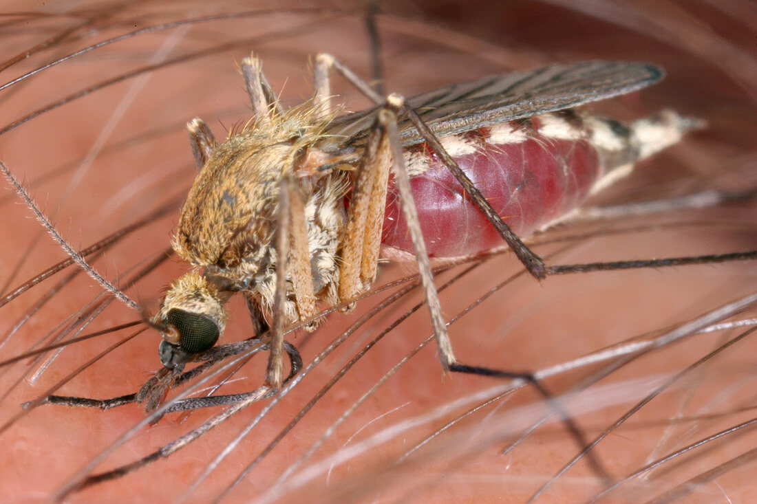 Mosquito Biting a Human