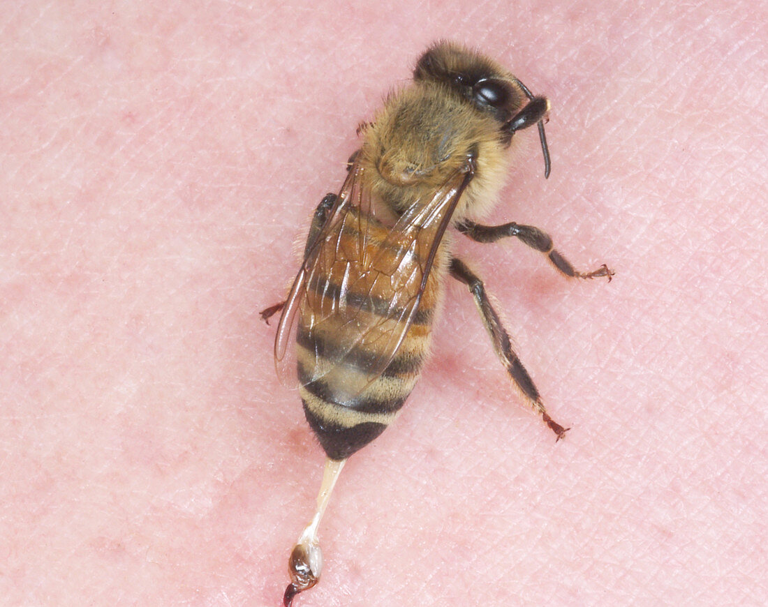 Stinging worker honeybee