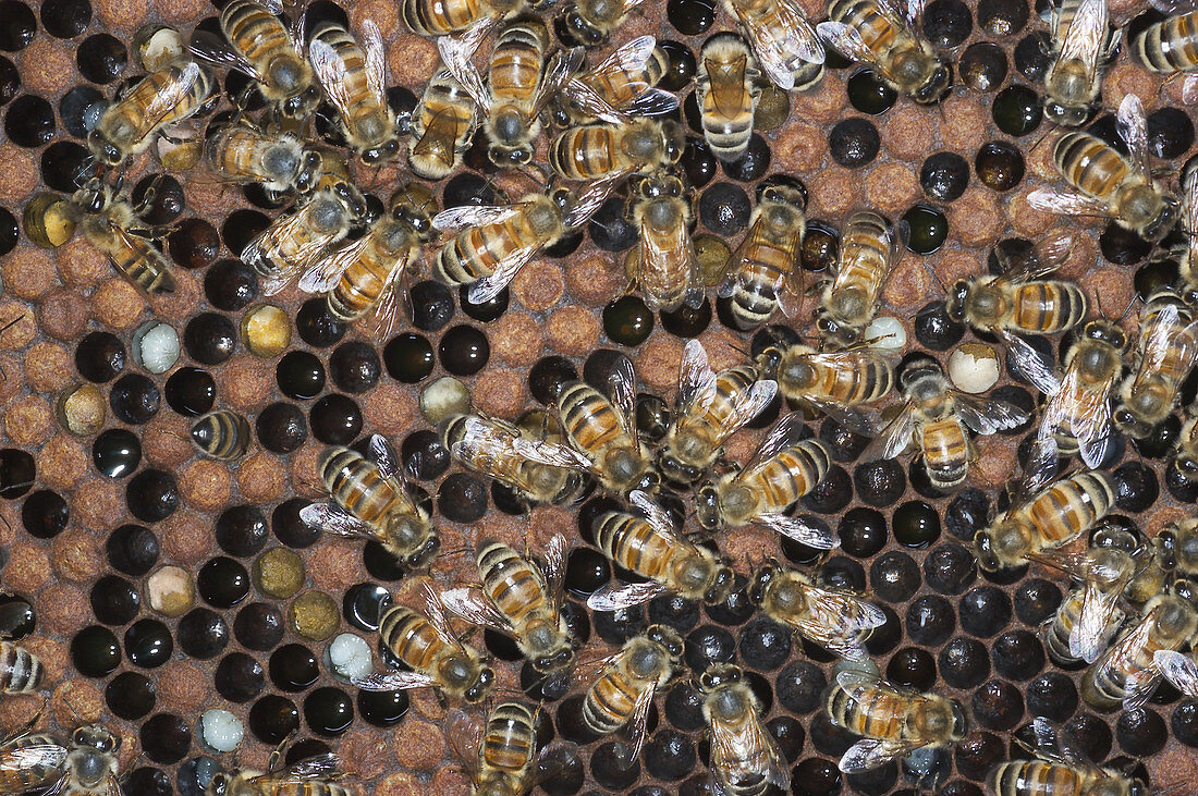 Honeybees on comb