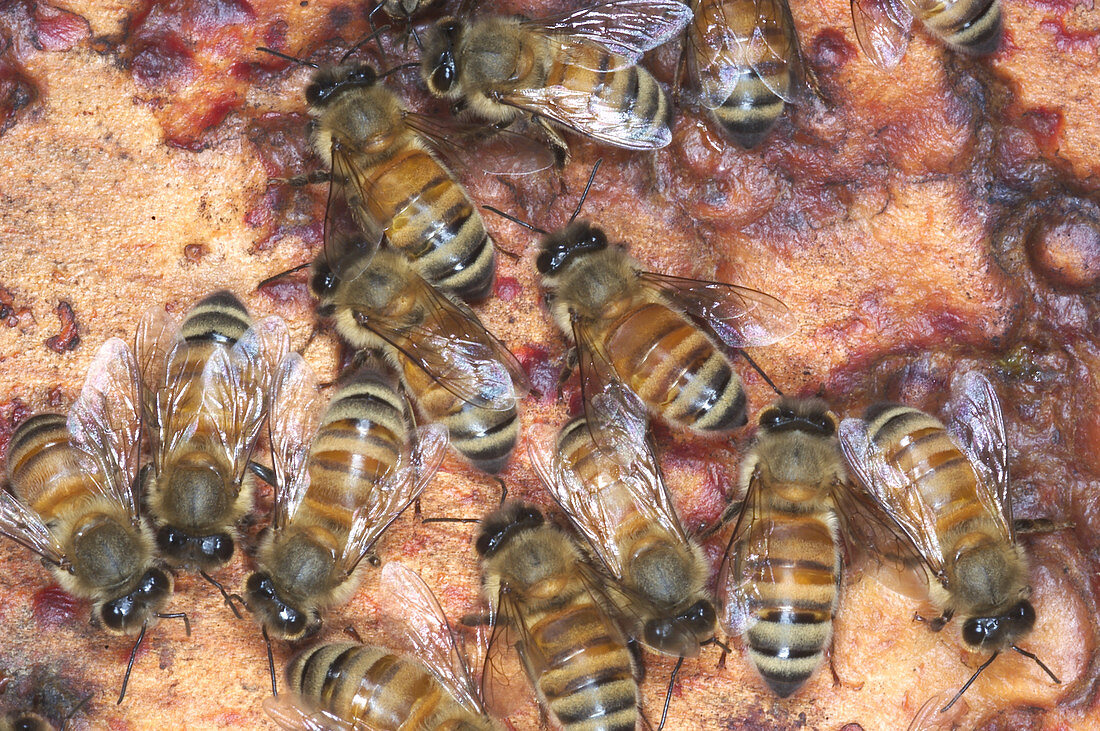 Honeybee workers