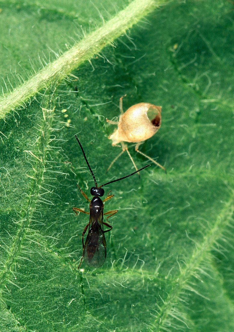 Braconid wasp and aphid host