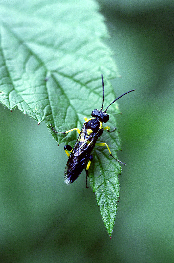 Northeastern Sawfly