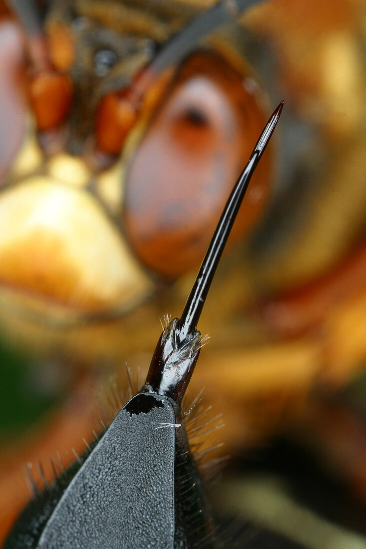 Stinger of the Cicada Killer Wasp