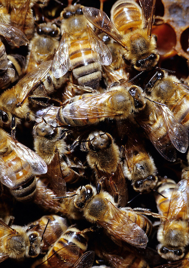 Honeybee Workers in their hive