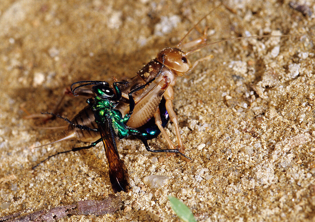 Sphecid Wasp Captures Cricket
