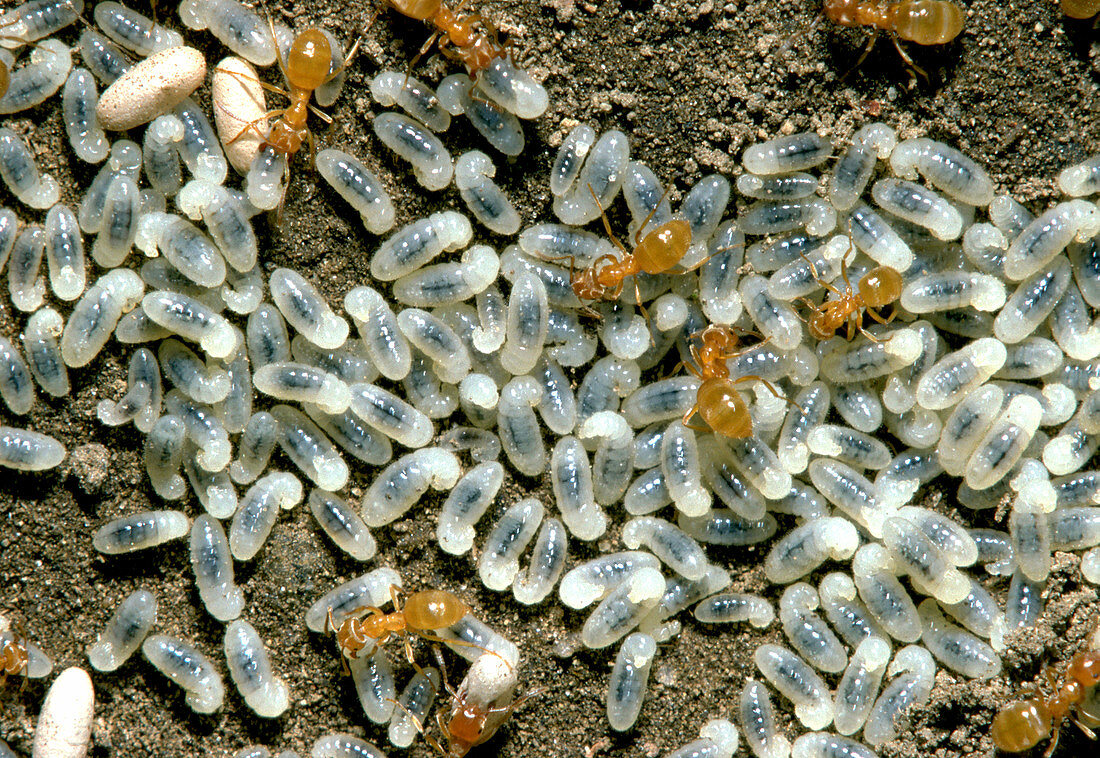 Odorous House Ants