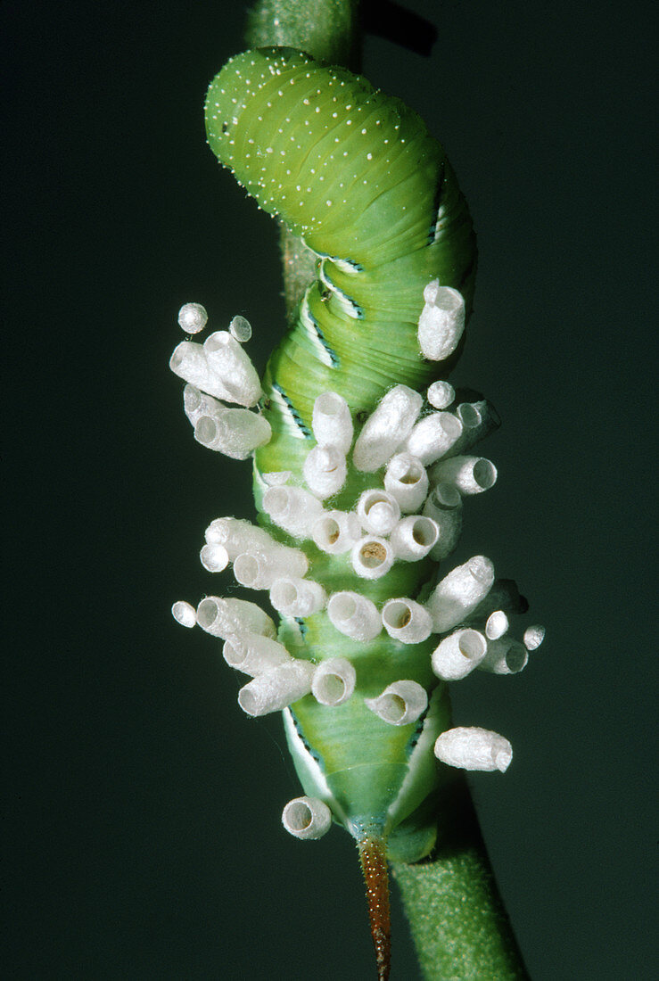 Hornworm with parasitic Wasp eggs