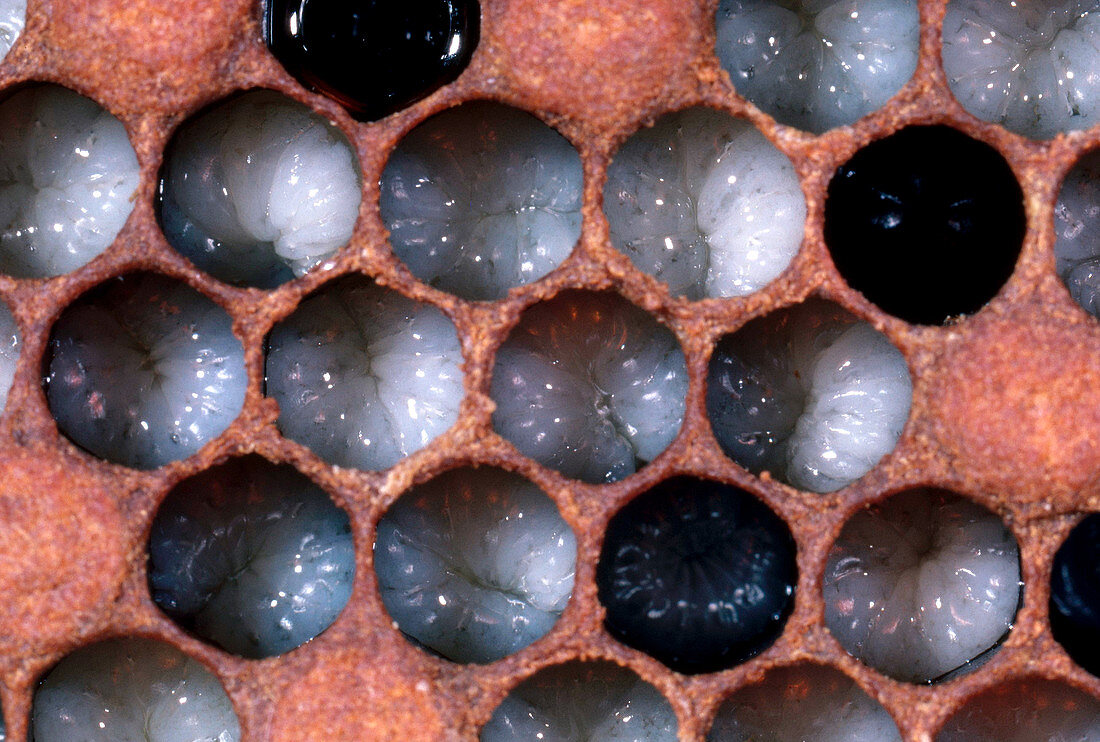 Honeybee Larvae
