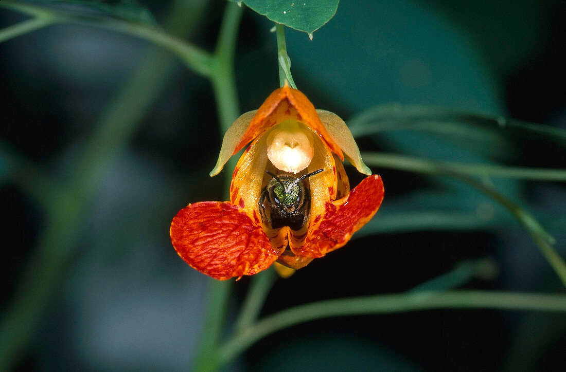 Sweat Bee in Jewelweed Flower