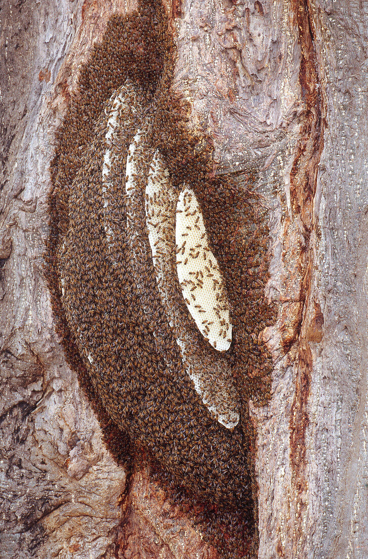 Honeybees at Hive
