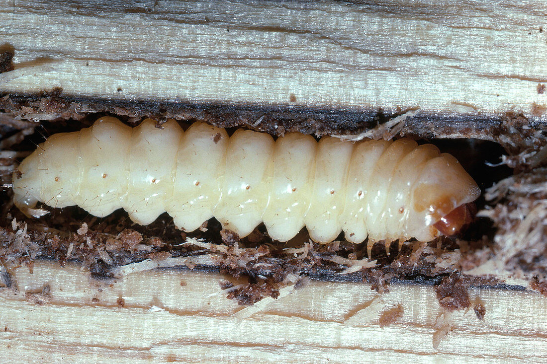 Locust Borer Larva