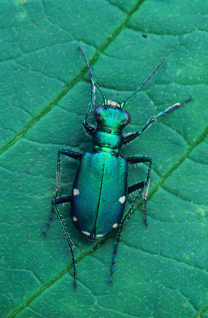 Six-Spotted Tiger Beetle