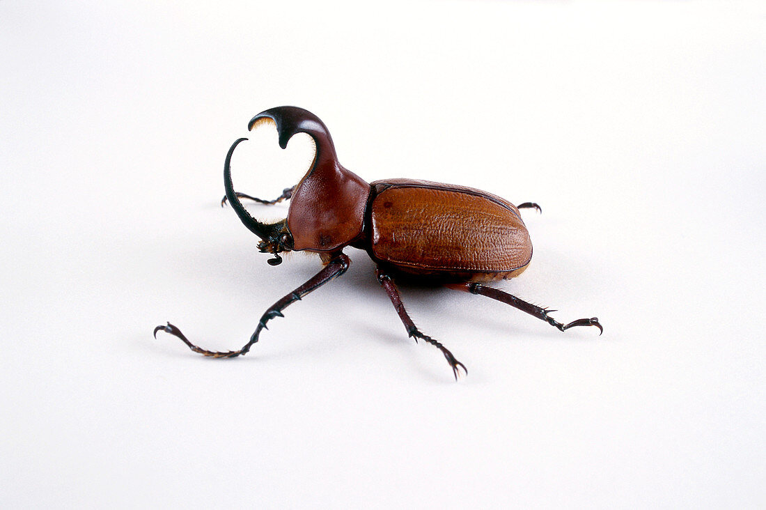 Male rhino beetle